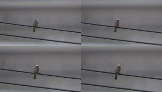 电线上的小鸟76高清在线视频素材下载