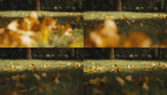 秋天草地上枯黄的落叶高清在线视频素材下载
