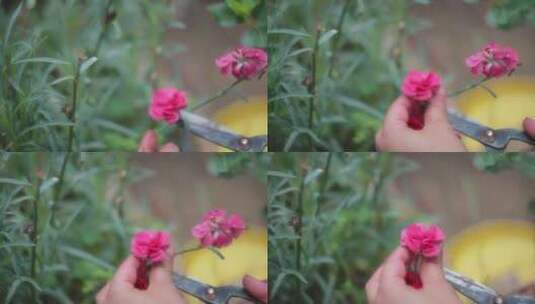 剪掉的花朵高清在线视频素材下载