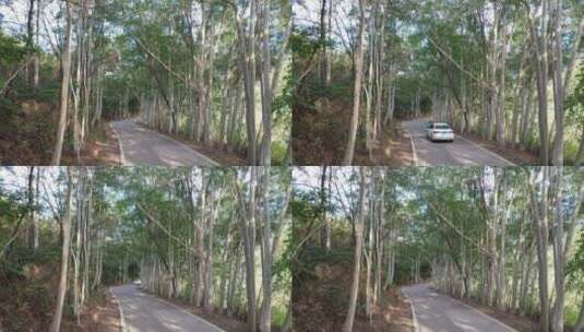 树林公路林荫大道森林阳光道路汽车行驶视角高清在线视频素材下载