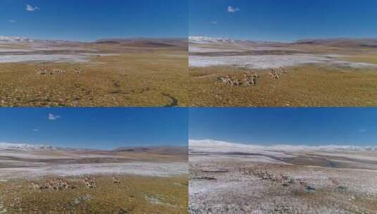 4k60帧航拍无人区草原雪地上奔跑的野驴高清在线视频素材下载