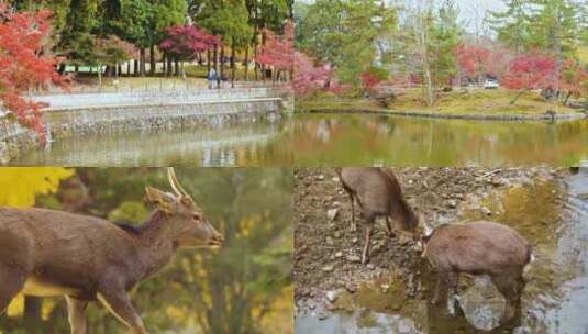 日本奈良公园小鹿4K视频合集高清在线视频素材下载