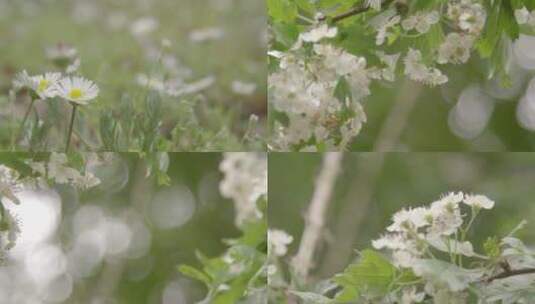 唯美花花草草高清在线视频素材下载