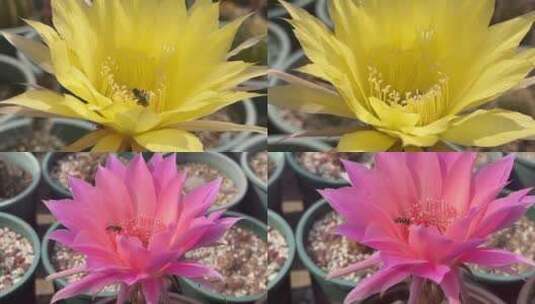 开花的仙人掌植物合集高清在线视频素材下载