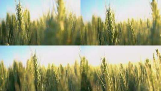 小麦水稻谷农业丰收稻田小麦粮食耕种高清在线视频素材下载