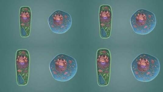 3D动画细胞动画 动物细胞 植物细胞高清在线视频素材下载