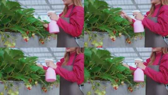 年轻的女子在果园检查栽培草莓胚珠近景高清在线视频素材下载