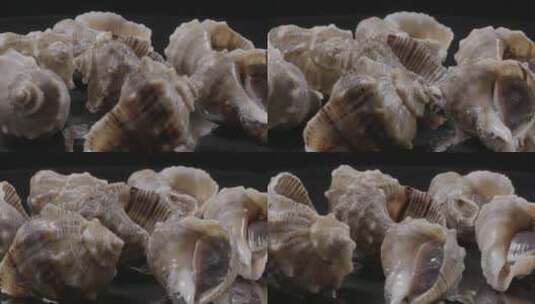 海螺海螺肉LOG视频素材高清在线视频素材下载