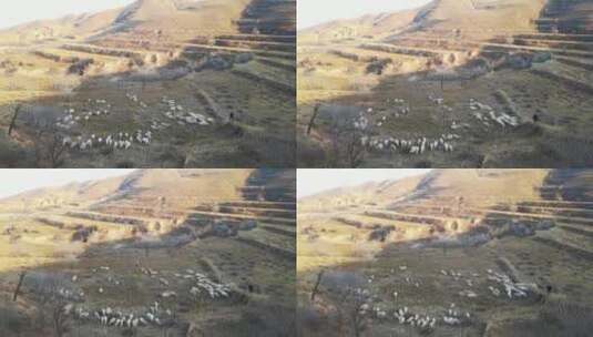 4K北方山区放羊-牧羊人山坡上赶羊高清在线视频素材下载