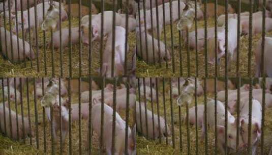 养猪场视图养猪场猪仔高清在线视频素材下载