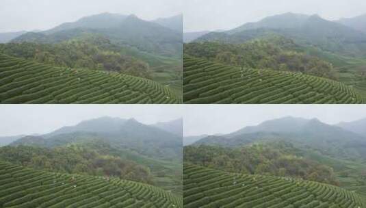 杭州西湖龙井产地龙坞茶园采茶航拍高清在线视频素材下载