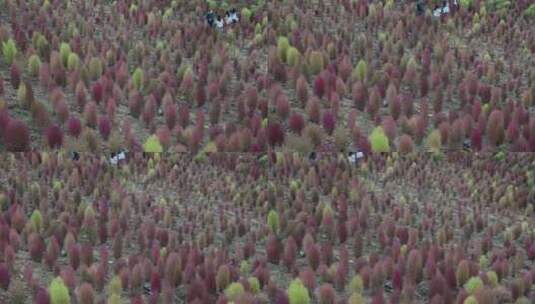 浪漫的乡村振兴植物植被地肤草高清在线视频素材下载