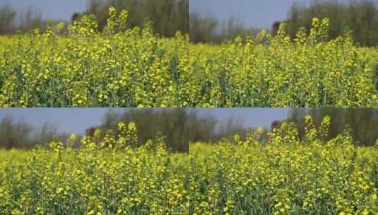 春天到了 云南的油菜花开了高清在线视频素材下载