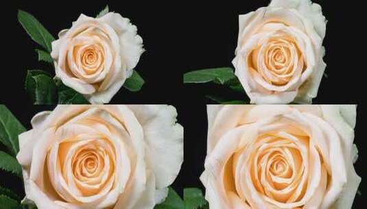 玫瑰花盛开延时摄影（蜜桃雪山）高清在线视频素材下载