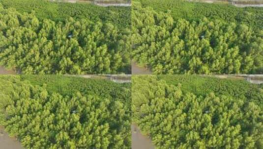 航拍福建漳州九龙江生态系统红树林湿地高清在线视频素材下载