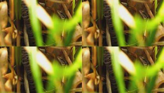 山林草丛蜥蜴A高清在线视频素材下载