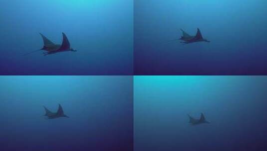 海底蝠鲼魔鬼鱼海洋世界高清在线视频素材下载