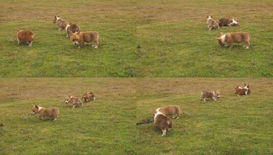 四只可爱的小柯基草地上玩耍高清在线视频素材下载