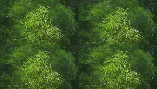 雨中的竹林高清在线视频素材下载