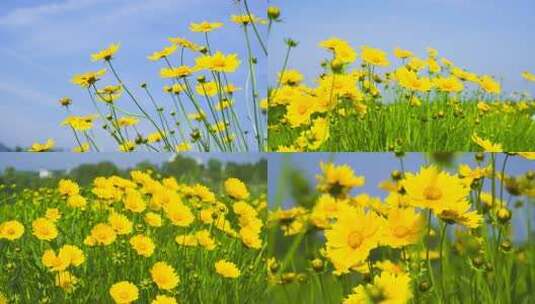 唯美夏日风景黄色花朵小清新4K实拍高清在线视频素材下载