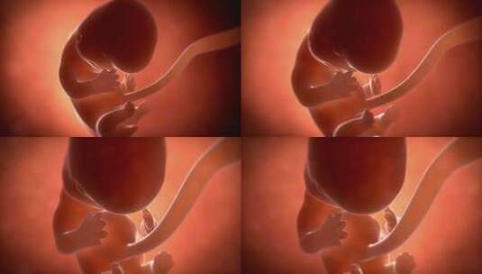 人类胚胎在子宫内发育成形1高清在线视频素材下载