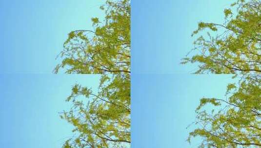 中午蓝色天空下风吹柳树高清在线视频素材下载
