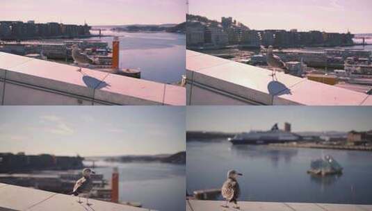 升格拍摄城市中的水鸟高清在线视频素材下载