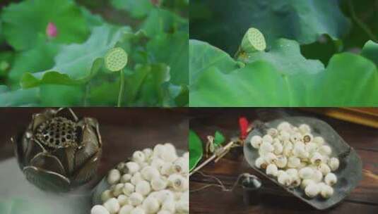 莲蓬莲子食材药材高清在线视频素材下载