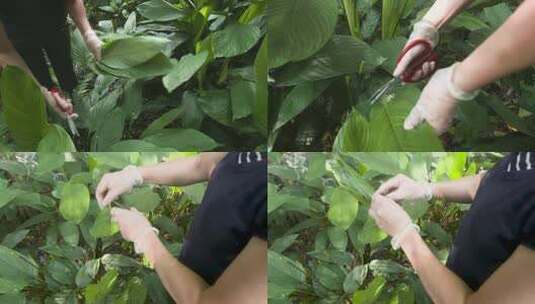 4kl1蕉园村 裹蒸粽 箬叶 粽叶采摘高清在线视频素材下载
