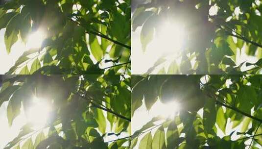 夏天阳光透过绿色树叶4K高清在线视频素材下载