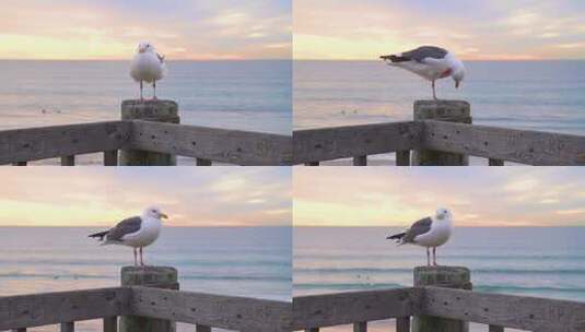 日落时木栏杆上的海鸥高清在线视频素材下载