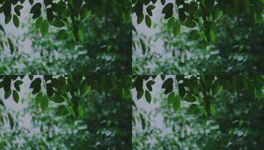 树木绿叶下雨雨景高清在线视频素材下载