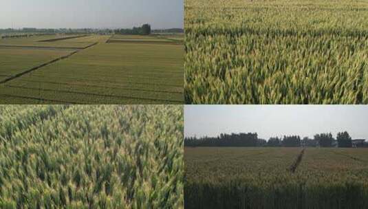 小麦 麦穗 青小麦 小麦灌浆期 粮食高清在线视频素材下载