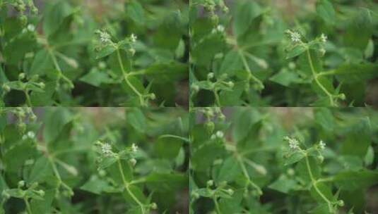 植物鹅肠菜高清在线视频素材下载