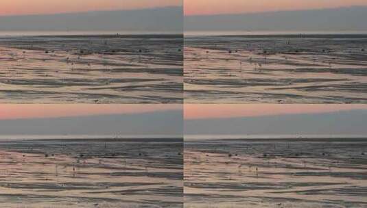 日落时分大海滩涂上的白鹭在觅食高清在线视频素材下载