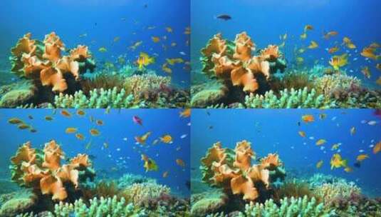 4K水下奇观、海底世界、鱼群、金鱼、彩色鱼高清在线视频素材下载