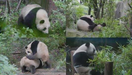 大熊猫合集1高清在线视频素材下载