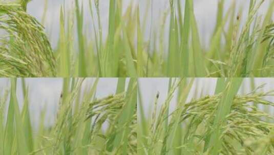 稻子水稻稻穗农村农作物丰收特写高清在线视频素材下载