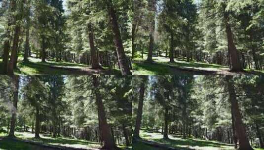 松树林里行走第一视角森林爬山树林走路风景高清在线视频素材下载