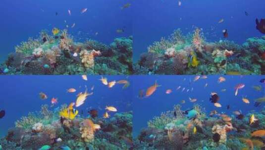 水下美丽的珊瑚礁和小鱼群高清在线视频素材下载