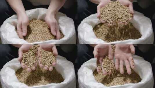 手拔麦粒农民丰收小麦颗粒饱满粮食农作物高清在线视频素材下载