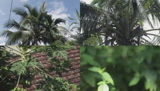 海南椰子树4K实拍视频高清在线视频素材下载