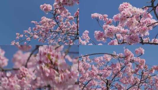 樱花特写春天美景武汉樱花视频素材高清在线视频素材下载