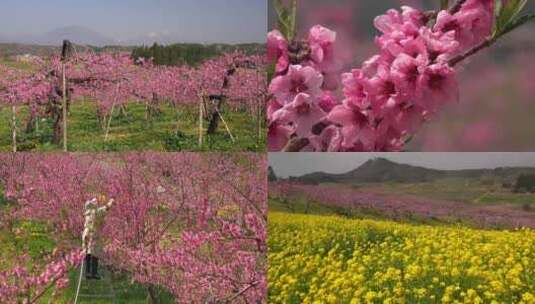 4K满山桃花朵朵开油菜花田春暖花开唯美季节高清在线视频素材下载