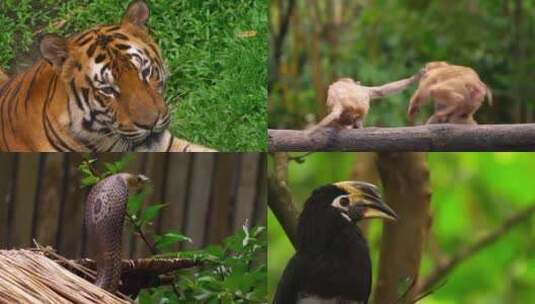 4K动物园里面的各种动物高清在线视频素材下载