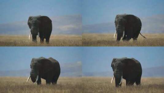 大象 非洲野生大象 非洲象高清在线视频素材下载