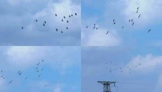 鸽子群空中飞行高清在线视频素材下载