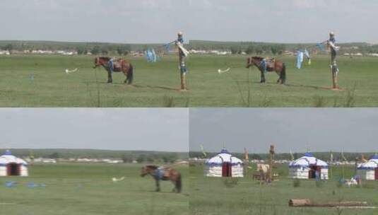 鄂尔多斯的草原上的骏马高清在线视频素材下载