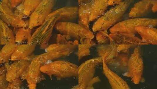 乌镇景区的大锦鲤鱼高清在线视频素材下载