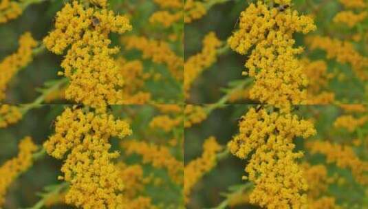 4k蜜蜂在黄色的花上采蜜高清在线视频素材下载